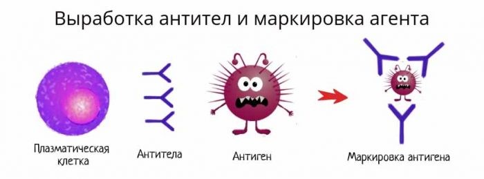 Как изменения в сворачивании ДНК защищают нас от аутоиммунных заболеваний