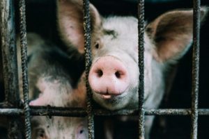 Российские поликлиники масштабируют удалённый мониторинг ХСН носимыми датчиками