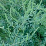 Осенняя аллергия связана с пыльцой амброзии и полыни